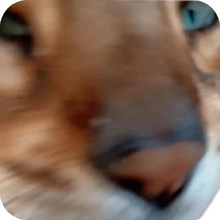 🐱