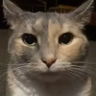 😾