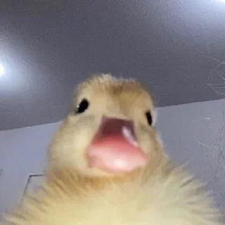 🐥