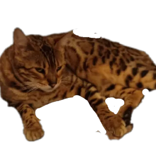 🐱