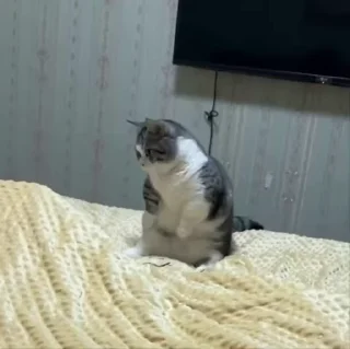 🌟