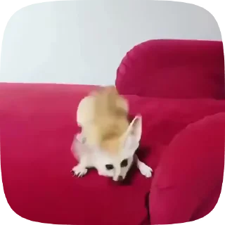🌟