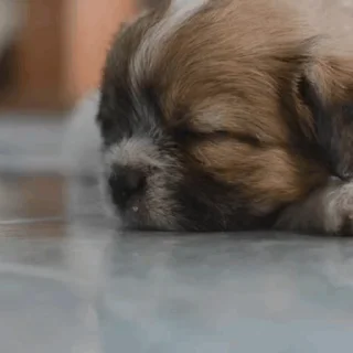 💤