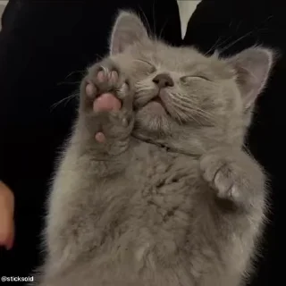 🐾