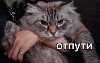 🐱