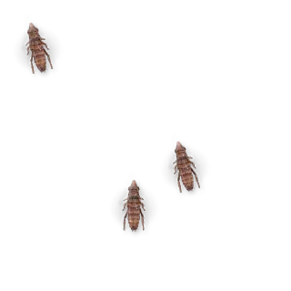 🐜