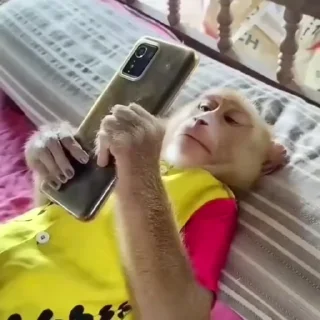 🙉
