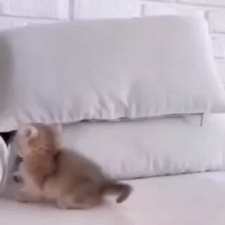 😺