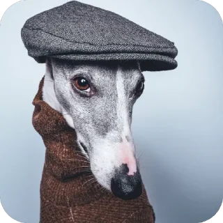 🐶