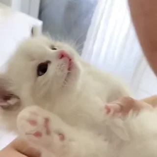 💋