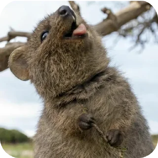 🤪
