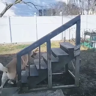 🐩
