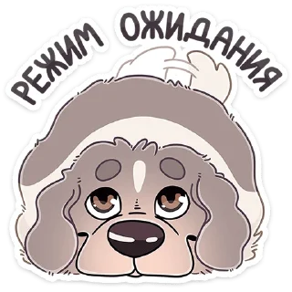 🐶