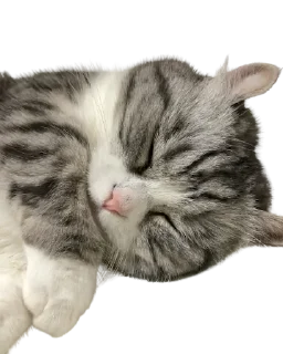 😴