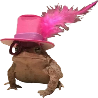👒