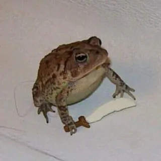 🐸