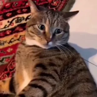 🐈