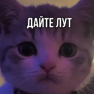 😽