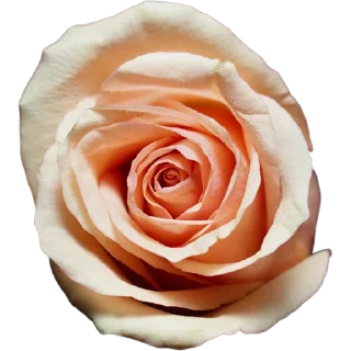 🌹