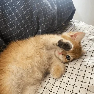 🙈