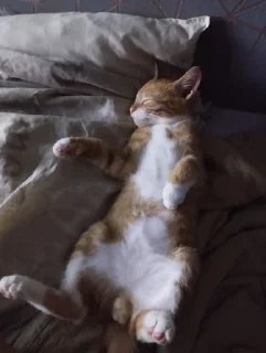 😴