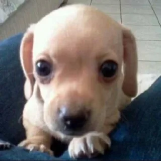 🐶