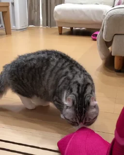 🐱