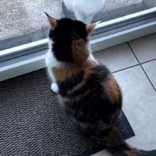 🐈