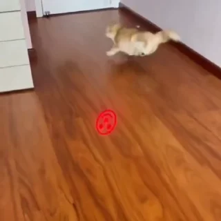 🐈