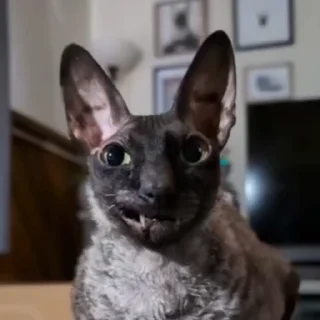 🤩