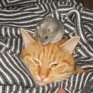 🐭