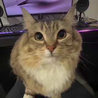 🌟