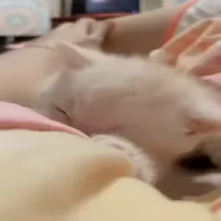 😻