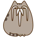 🐱