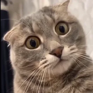 🤩