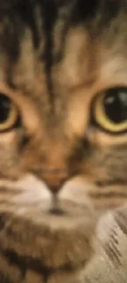 👁