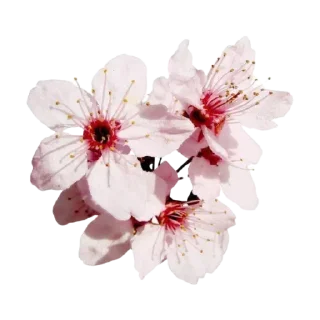 🌸