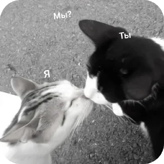 🐱