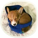 😴
