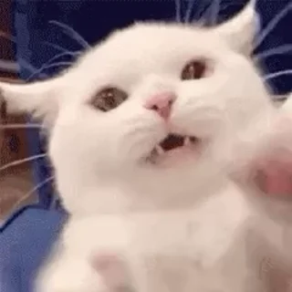 🐱