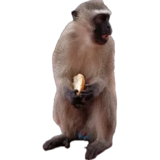 Monkey пон