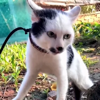 😡
