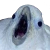 bird memes by loromoin