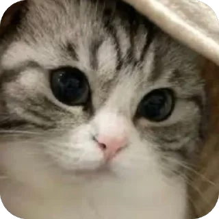 🫥