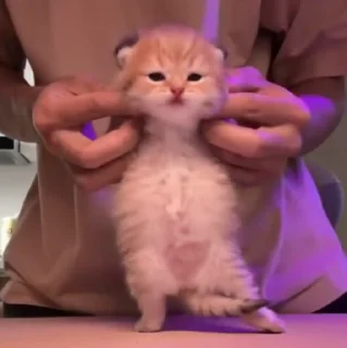 🐱