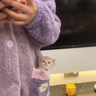 🐈