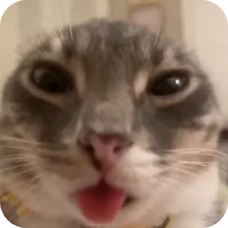 🌟