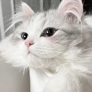 😶