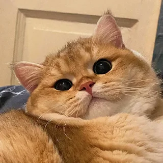 🥸