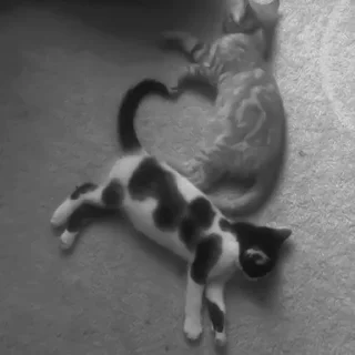 🐈‍⬛️